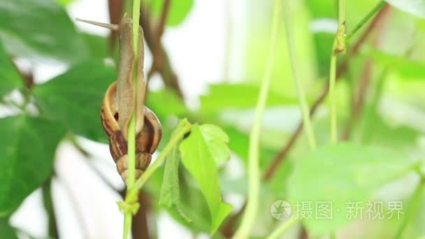 宏关闭了蜗牛踩登山者植物视频