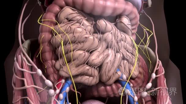 人体解剖学腹部运动内脏短视频