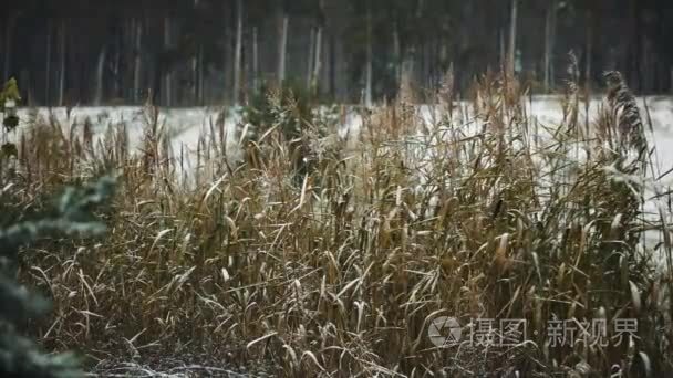 秋天的第一场雪视频