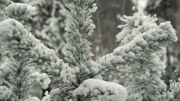 秋天的第一场雪视频