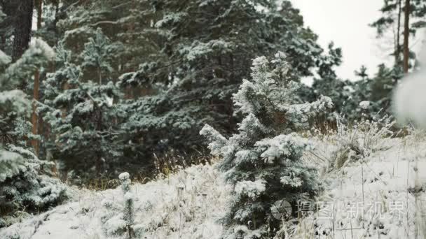 秋天的第一场雪视频