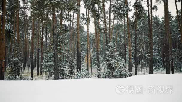 秋天的第一场雪视频