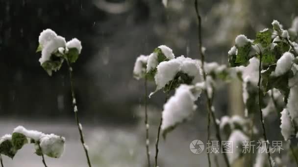 秋天的夜晚的第一场雪视频