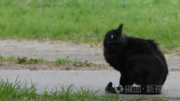 行走在夏天城市公园的绿色草地上的黑色宠物猫