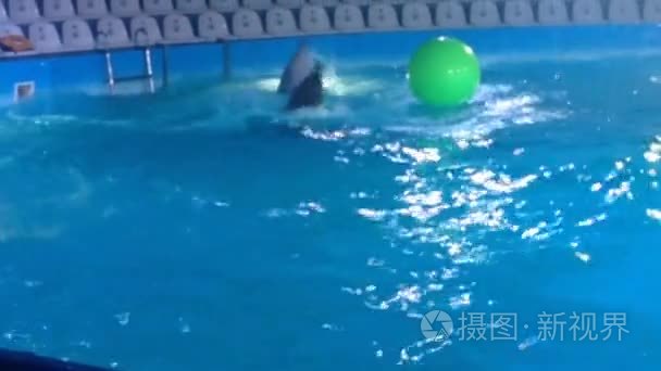 池中的两个海豚舞视频