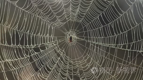 被困在一个蜘蛛网上的昆虫