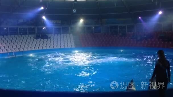 根据海豚潜水和跳跃高出水面视频