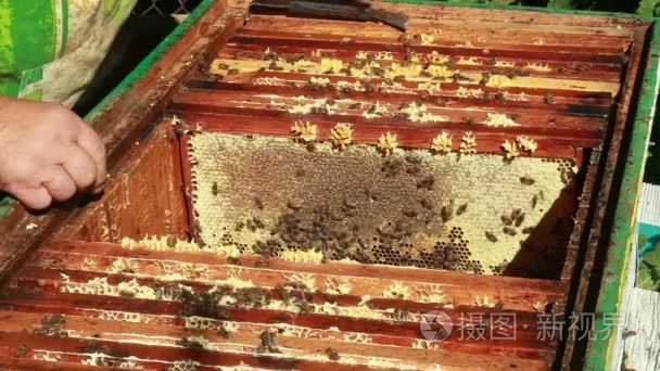 养蜂人收集蜂蜜