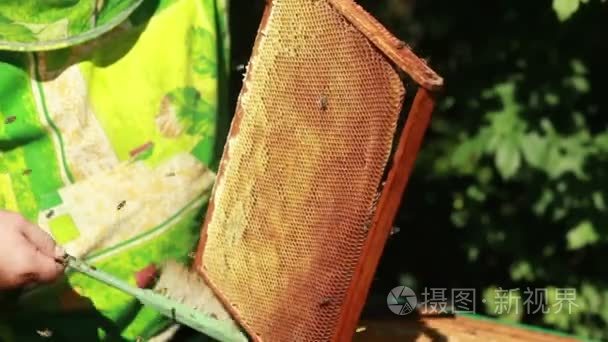 蜂收集蜂蜜视频
