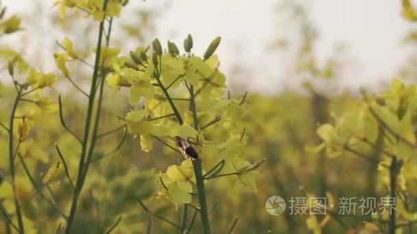 蜜蜂的收成花蜜，在黄色油菜花朵关闭了素材