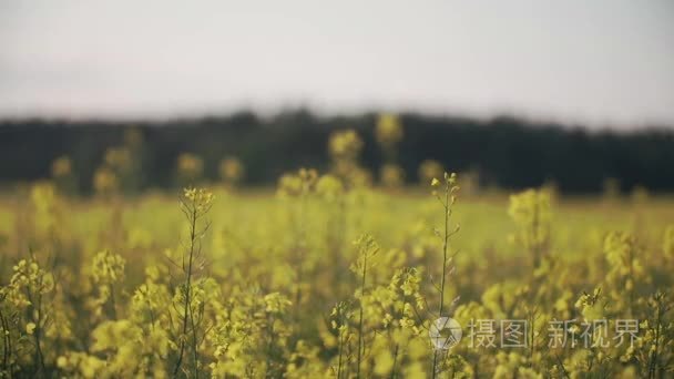 蜜蜂的收成花蜜，在黄色油菜花朵关闭了素材