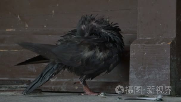 生病的湿的鸽