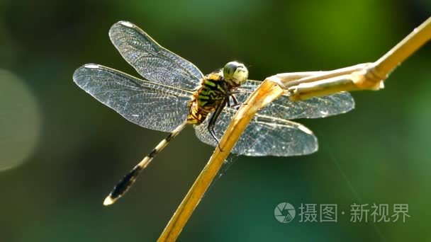 搁在一根枯树枝上的蜻蜓视频