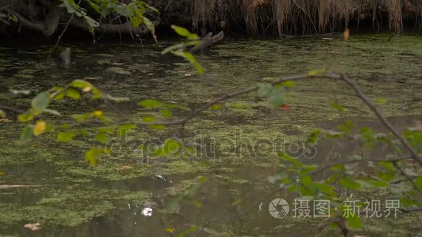 在森林河在皮艇游泳的女孩视频