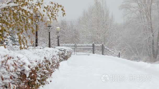 雪花飘落，降雪。风景秀丽的冬季景观。树和雪