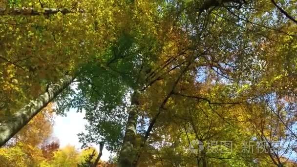 在秋天的季节里树的视图视频