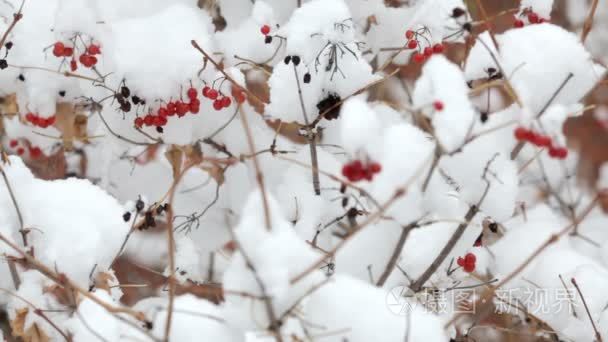 雪花飘落，降雪。风景秀丽的冬季景观。树和雪