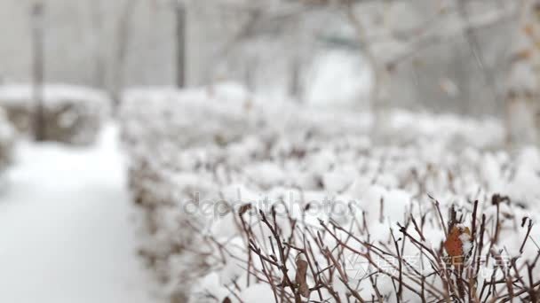 雪花飘落，降雪。风景秀丽的冬季景观。树和雪