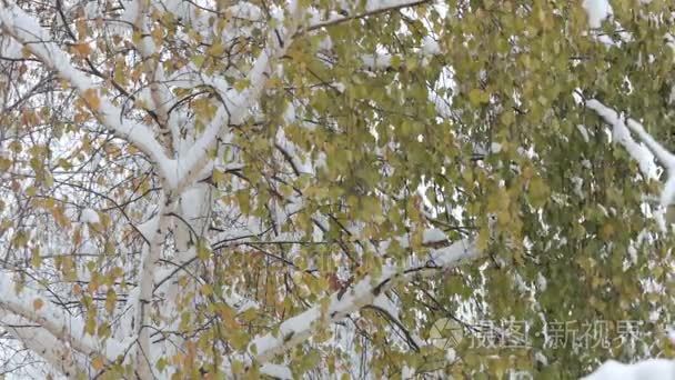 雪花飘落，降雪。风景秀丽的冬季景观。树和雪