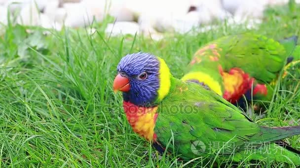 彩虹澳洲鹦鹉吃草视频