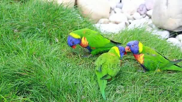 三个彩虹澳洲鹦鹉吃草视频