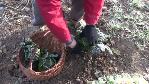 园丁收获冷冻萨沃伊卷心菜视频