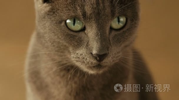 关闭了可爱的猫咪家庭休息的肖像