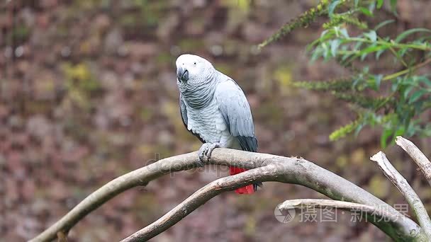 非洲灰鹦鹉栖息在树枝上视频