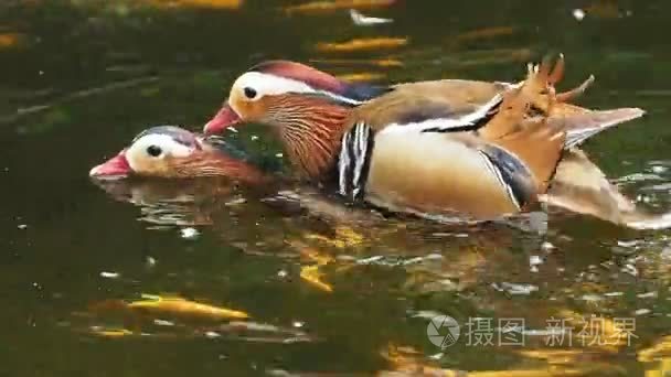 几个鸳鸯