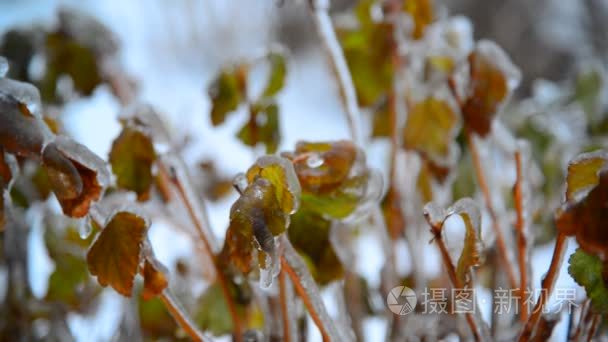 灌木的叶子覆盖着冰雨后在冬天视频