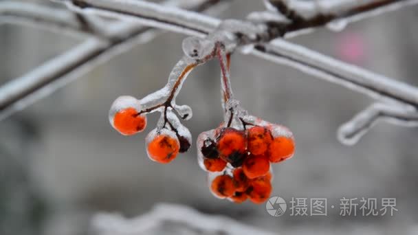 罗文的浆果枝是被冰覆盖着