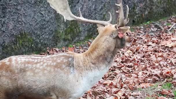 欧洲小鹿电话视频