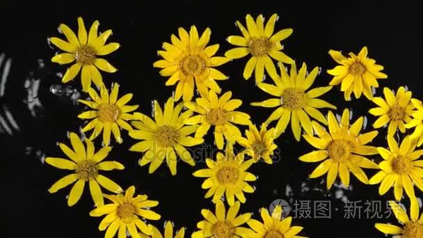 黄甘菊在花园里视频素材