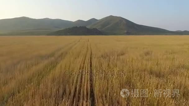 有机大麦田间的鸟瞰图