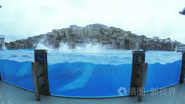 海豚表演在游泳池视频