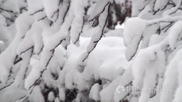 雪上树枝在寒冷的冬天的一天视频
