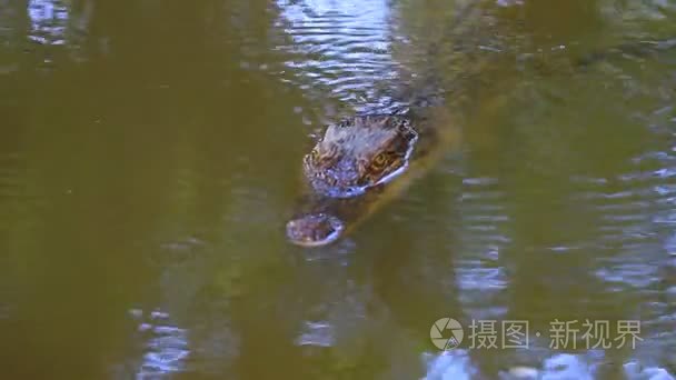 在河上的野生鳄鱼视频