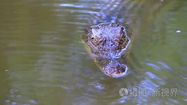 在河上的野生鳄鱼视频