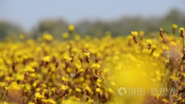 与美丽的黄色花朵春天背景视频