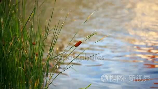 整体性新鲜芦苇湖附近生长视频