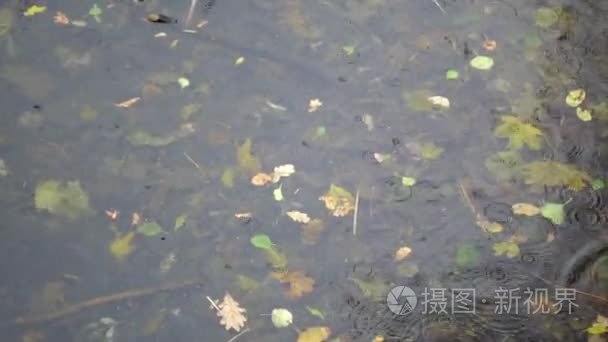 黄色的水坑里叶秋漂浮在游泳池视频