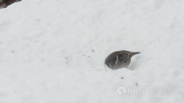 麻雀在下雪的冬天吃种子视频