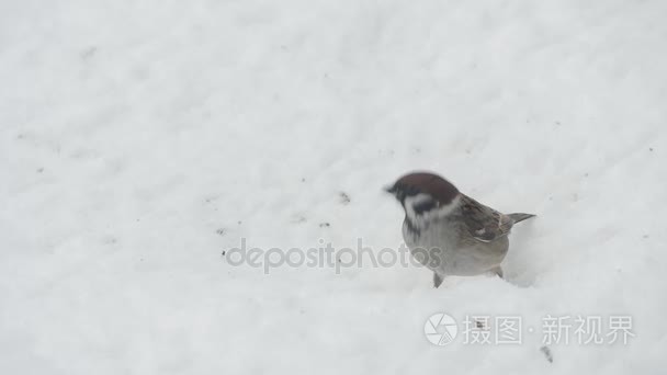 麻雀在下雪的冬天吃种子视频