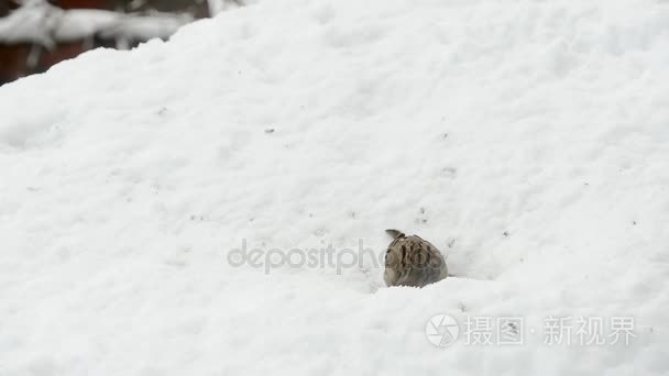 麻雀在下雪的冬天吃种子视频