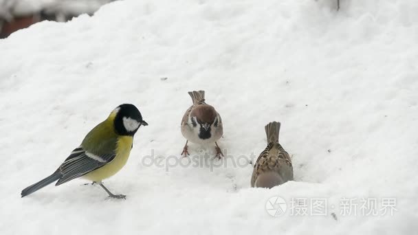 麻雀在下雪的冬天吃种子视频