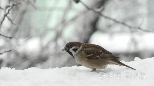 麻雀在下雪的冬天吃种子视频
