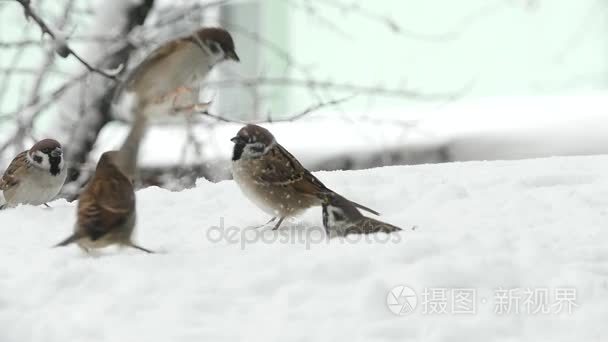 麻雀在下雪的冬天吃种子视频