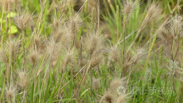 野大麦 murinum，俗称墙大麦或虚假的大麦，是种草。在英格兰和威尔士，这很常见。亚种包括 leporinum，作为兔子大麦视频