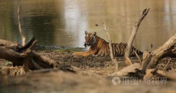 在流水中虎男视频