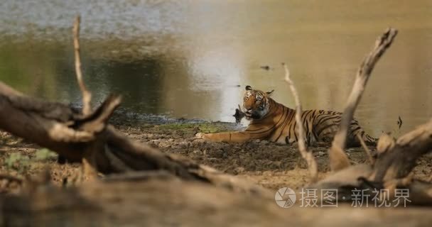 在流水中虎男视频